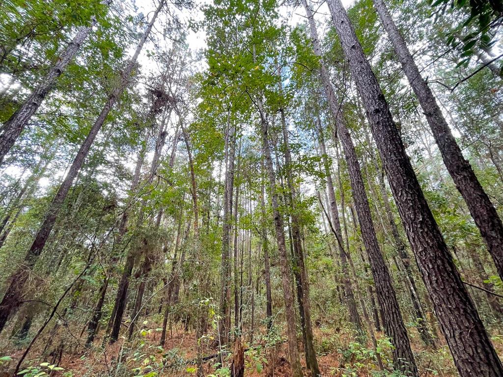 T-2 1st time open market offering! Naturally regenerated pine with some hardwoods mixed in. This piece offers road frontage on south side of Outlaw Bend Road. Excellent size and shape, just on the southern Polk County line.