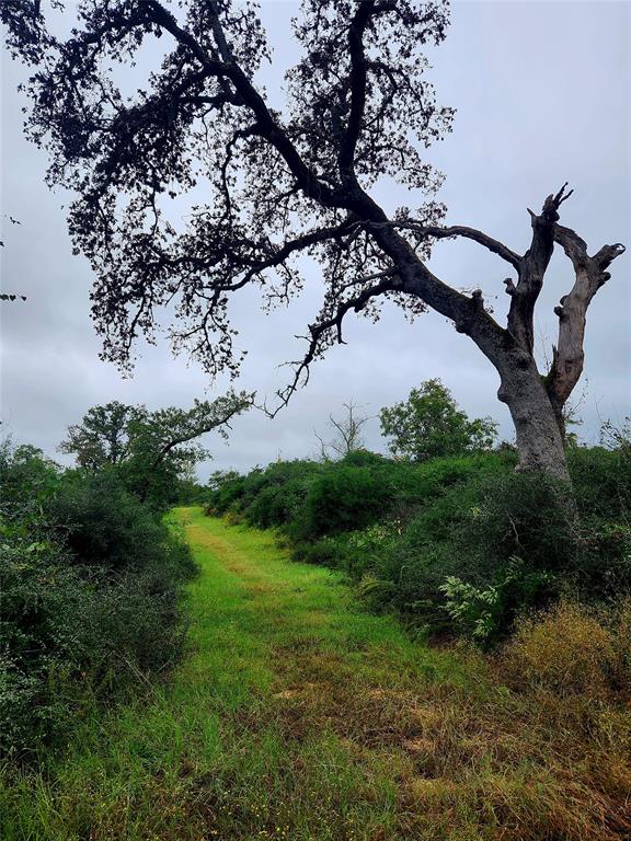 More ATV trails through the brush.