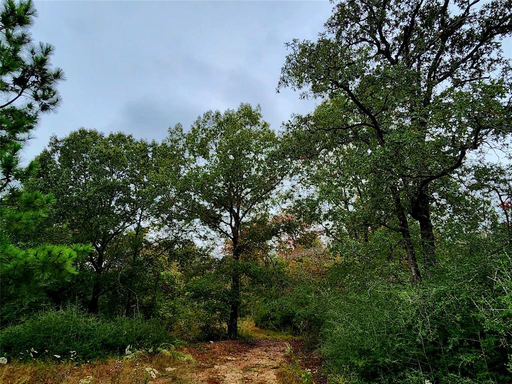 There are many wooded sections on this property such as this one.