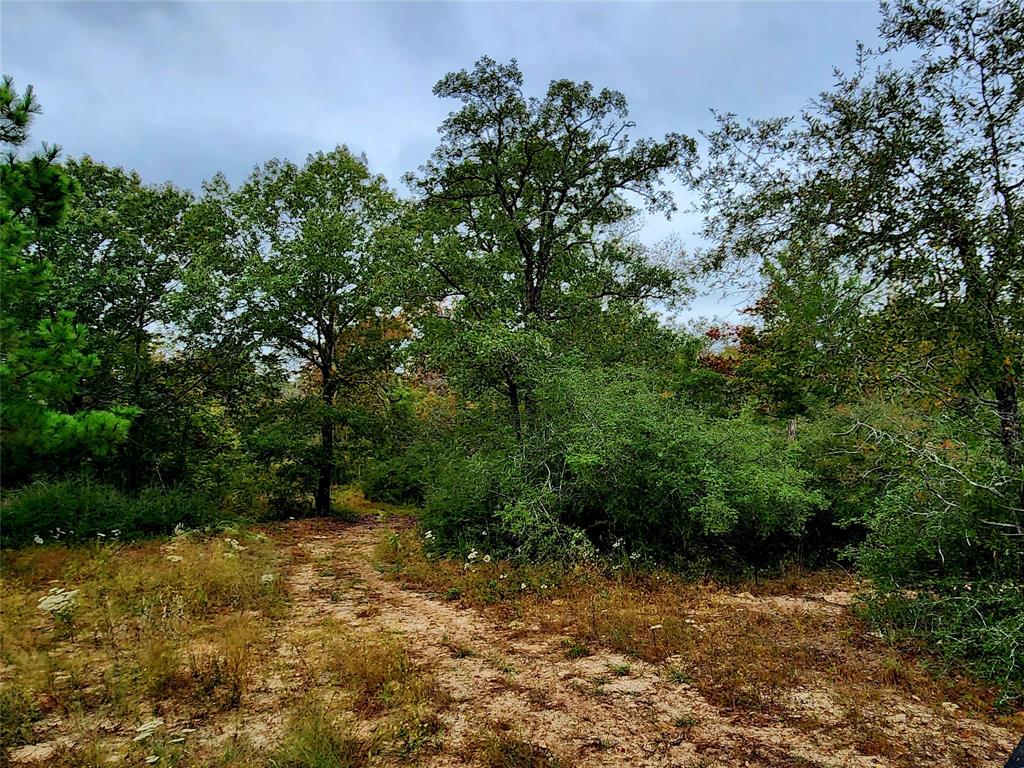 2447 Cr 261  , Oakwood, Texas image 17