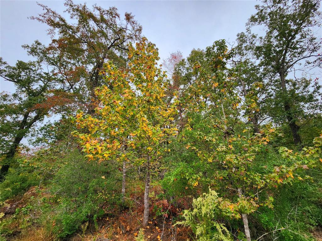 The fall colors are starting to show off!