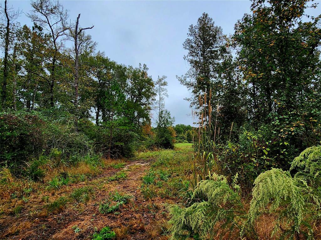 There is also a small area of bottom land at the back of this property.