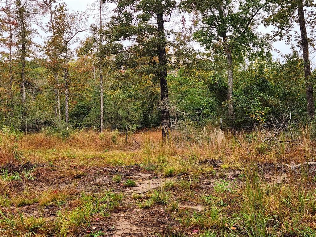 Back fence line.