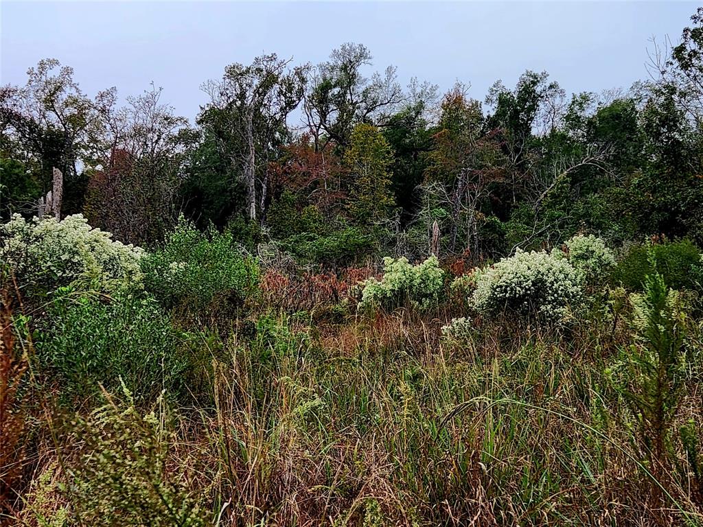 Brushy area along a wet weather creek.