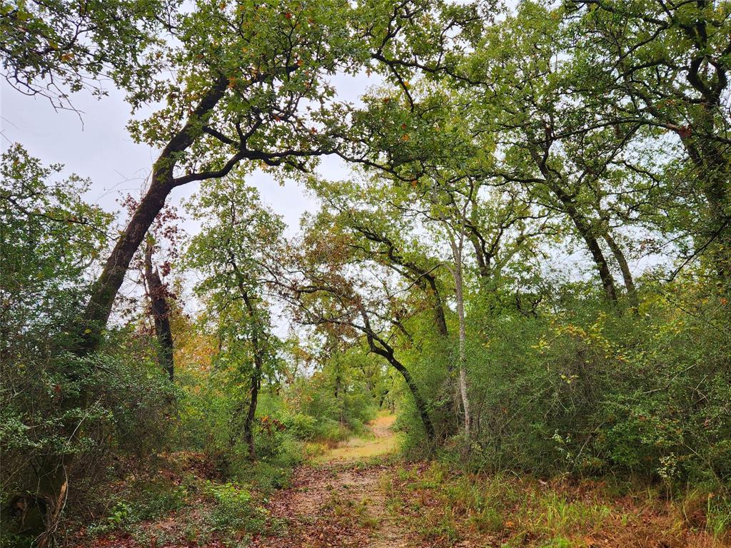 Fence lines are accessible via ATV trails. Nice mix of oaks trees and other hardwoods.