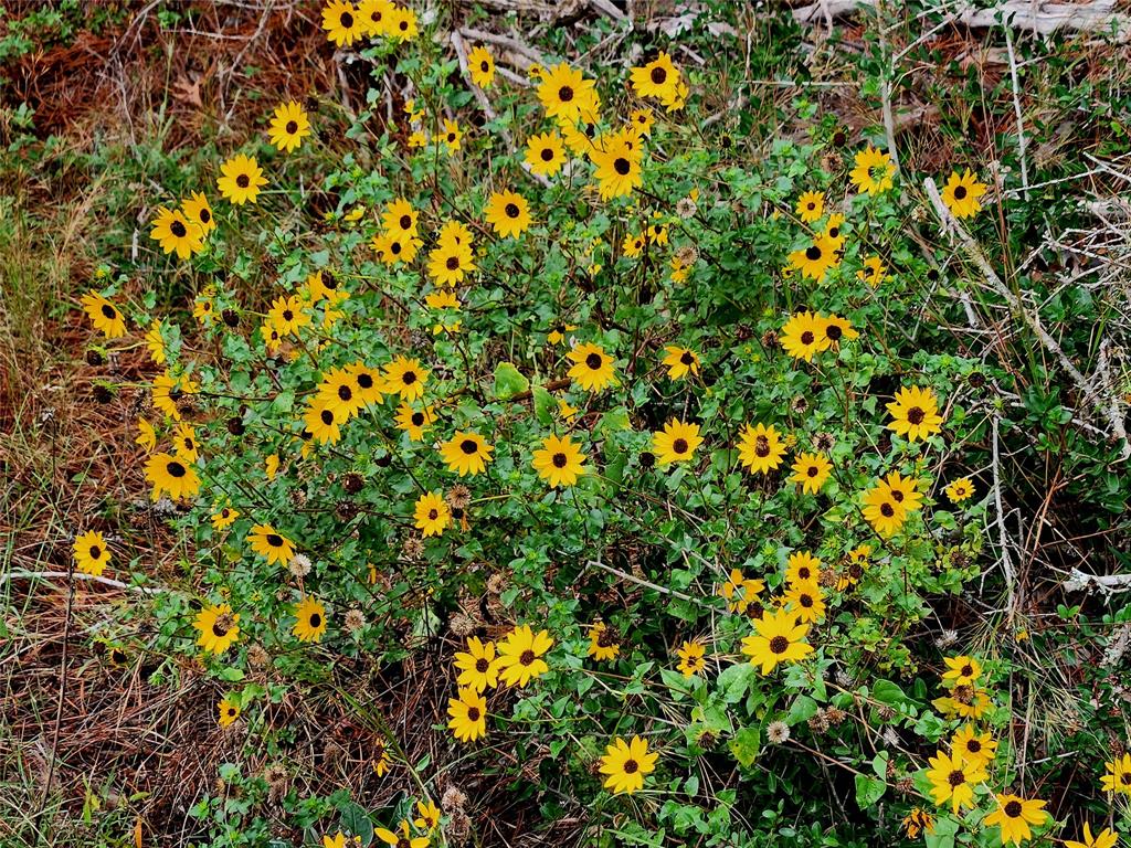 Wildflowers galore!