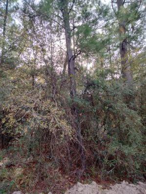Beautifully Wooded Unrestricted 5+ Acres of Land!! Would Make a Great Homesite Location! Located in the Lake L Subdivision and Priced to Sell!!! Come and Take a Look because this Won't Last Long!