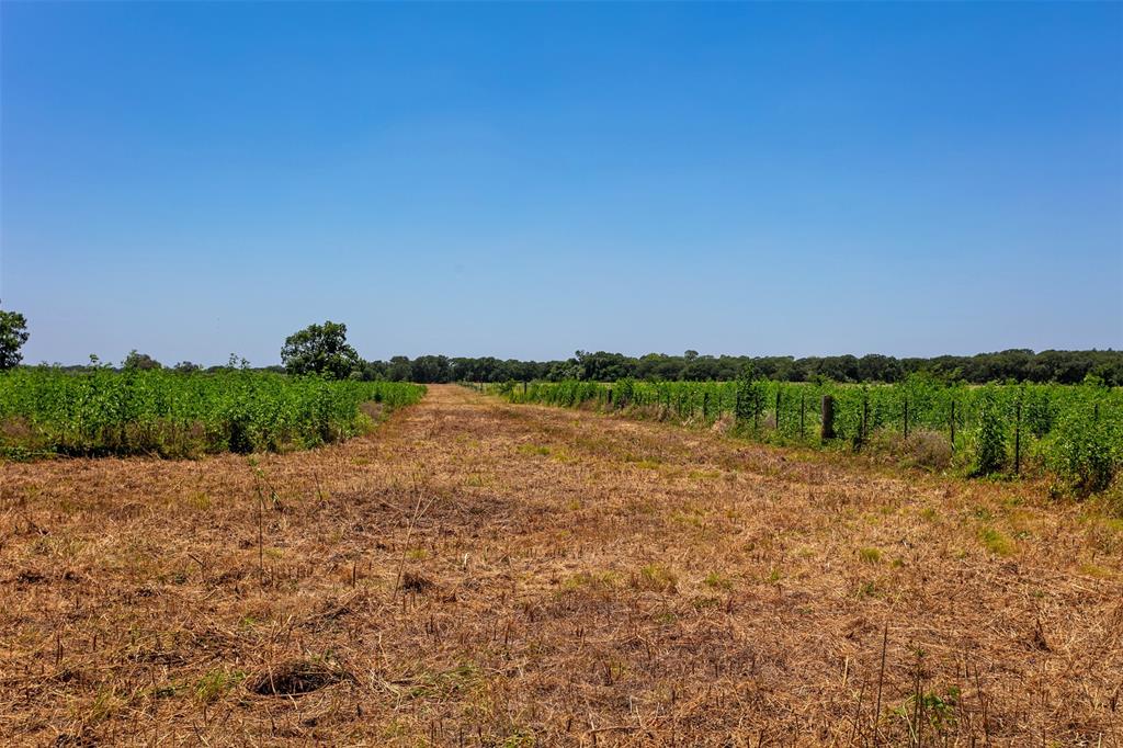 0000 Fm 413 / County Road 246  , Marlin, Texas image 12