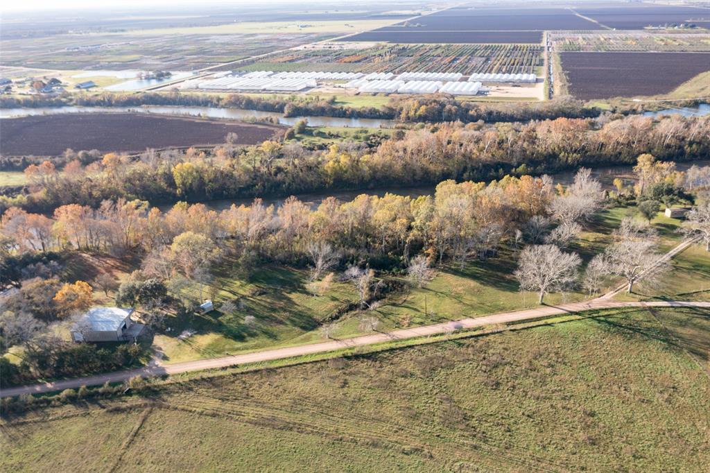 Mature Pecan Trees