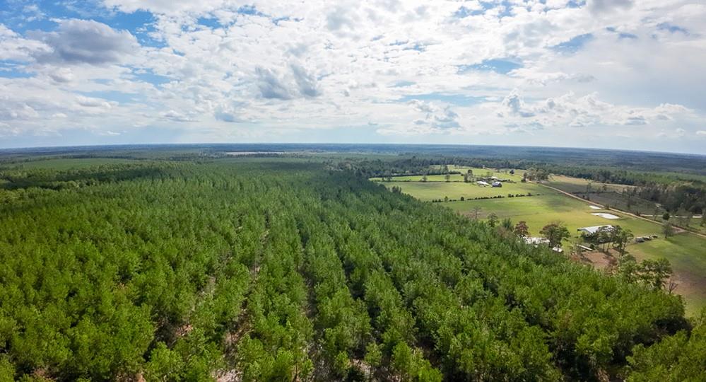 86+ acres of peace and quiet just outside of Livingston, Texas. This property has been historically owned as a managed pine plantation and feels just like the National Forest. Access to electricity amongst the calmness of the forest makes for an excellent residential or recreational tract. Tired of leasing your hunting land? The tract also offers excellent hunting opportunities as it is surrounded by LARGE acreage neighbors. Gently rolling topography, county maintained roads, and access to electricity make this a great candidate for your next property. This is also a great long-term investment or 1031 Tax Deferred Exchange tract. The seller is willing to sell sub-divided tracts out of this property at sizes above 10 acres. Don’t hesitate to reach out for further information.