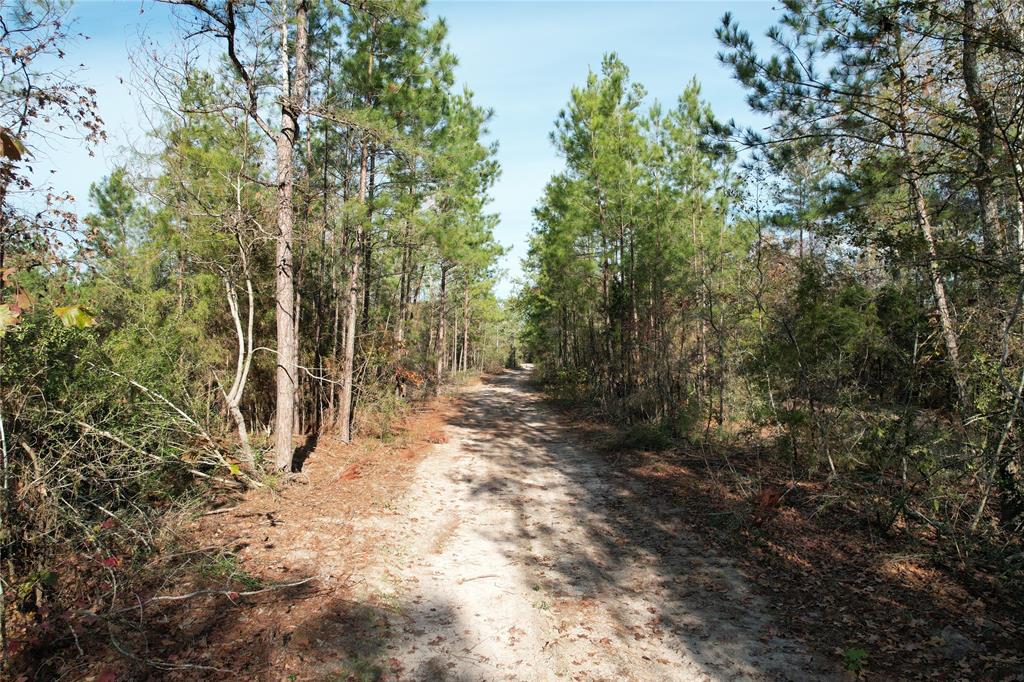 TBD Cr 2300  , Grapeland, Texas image 4