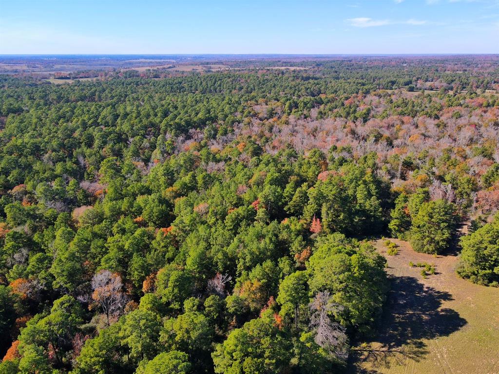 141 Ac Cr 114  , Centerville, Texas image 10