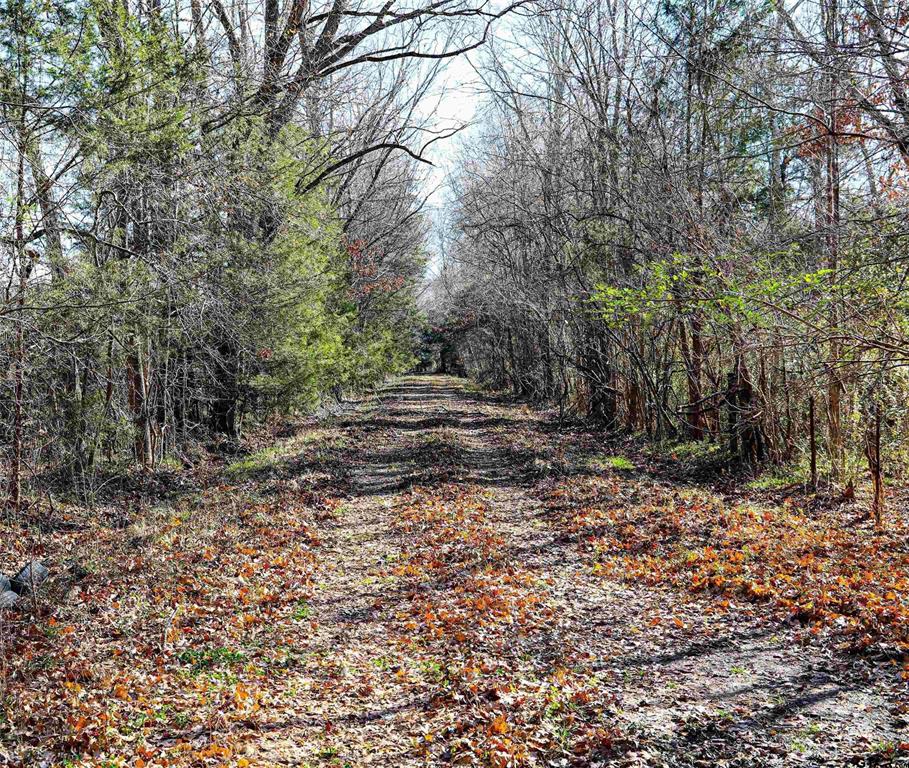 TBD County Road 317  , Henderson, Texas image 17