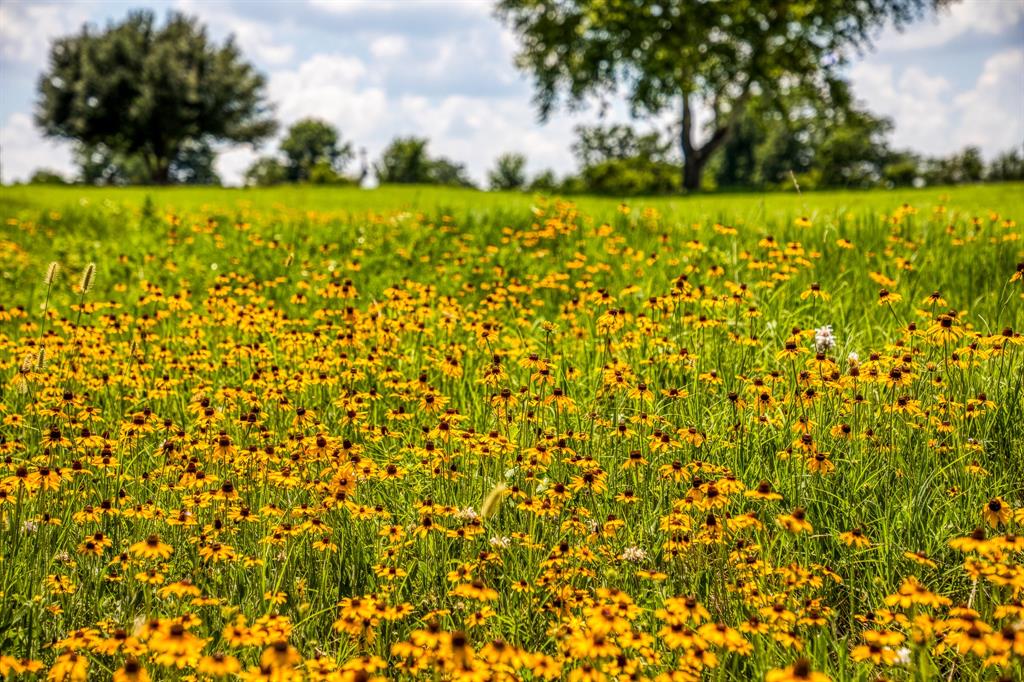 Flat Prairie Road , Washington, Texas image 12