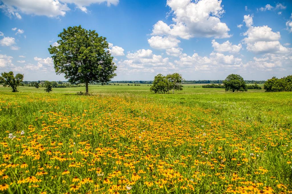 Flat Prairie Road , Washington, Texas image 13