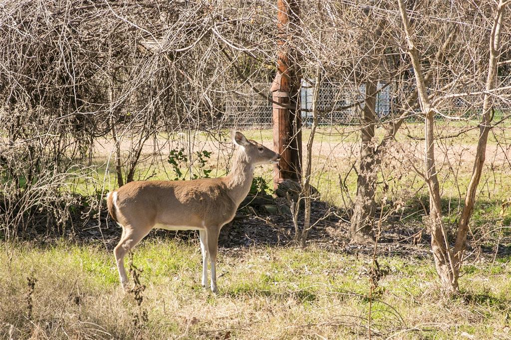 105 Red Bud Lane  , Somerville, Texas image 11