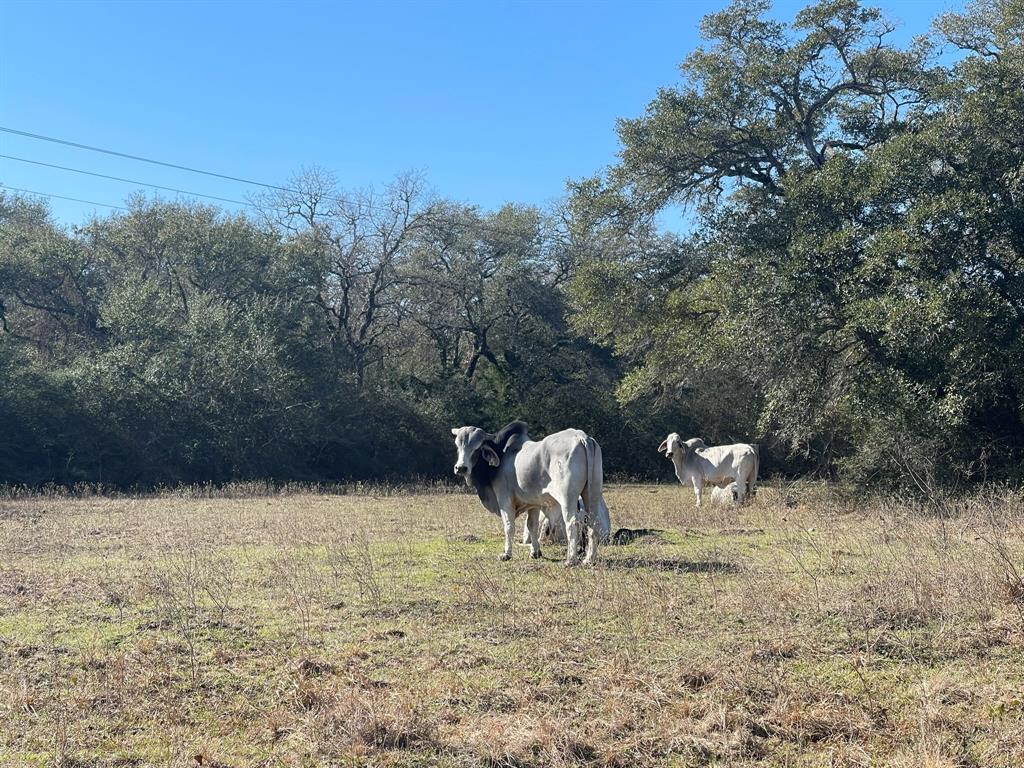 1053 County Road 438  , Yoakum, Texas image 8