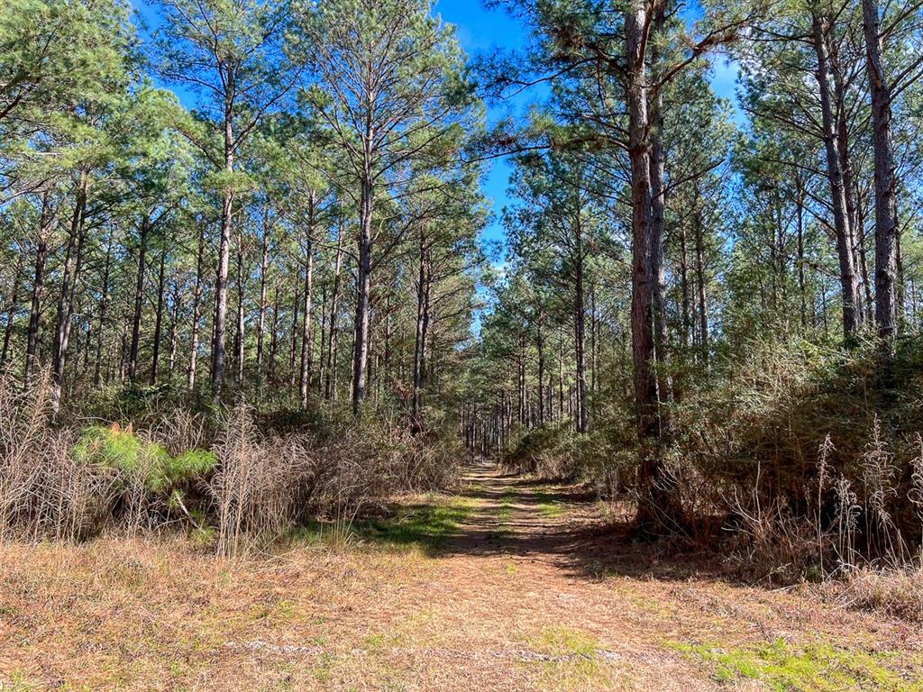 000 Union Springs Rd  , Corrigan, Texas image 12