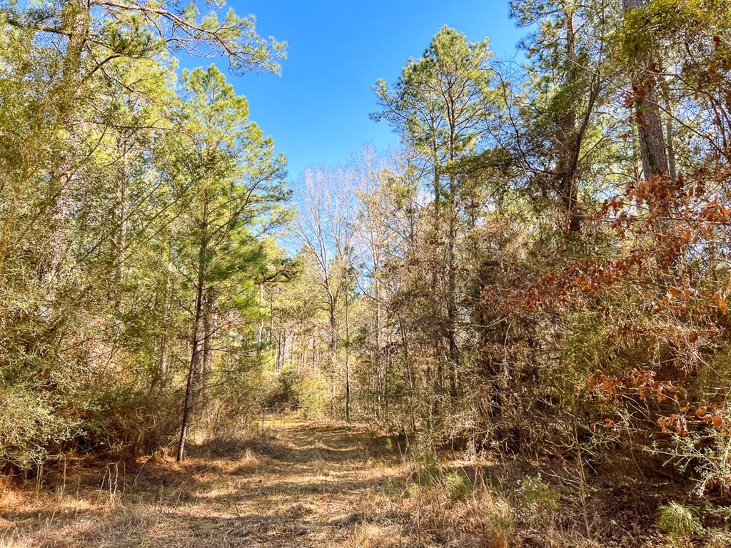 000 Union Springs Rd  , Corrigan, Texas image 9