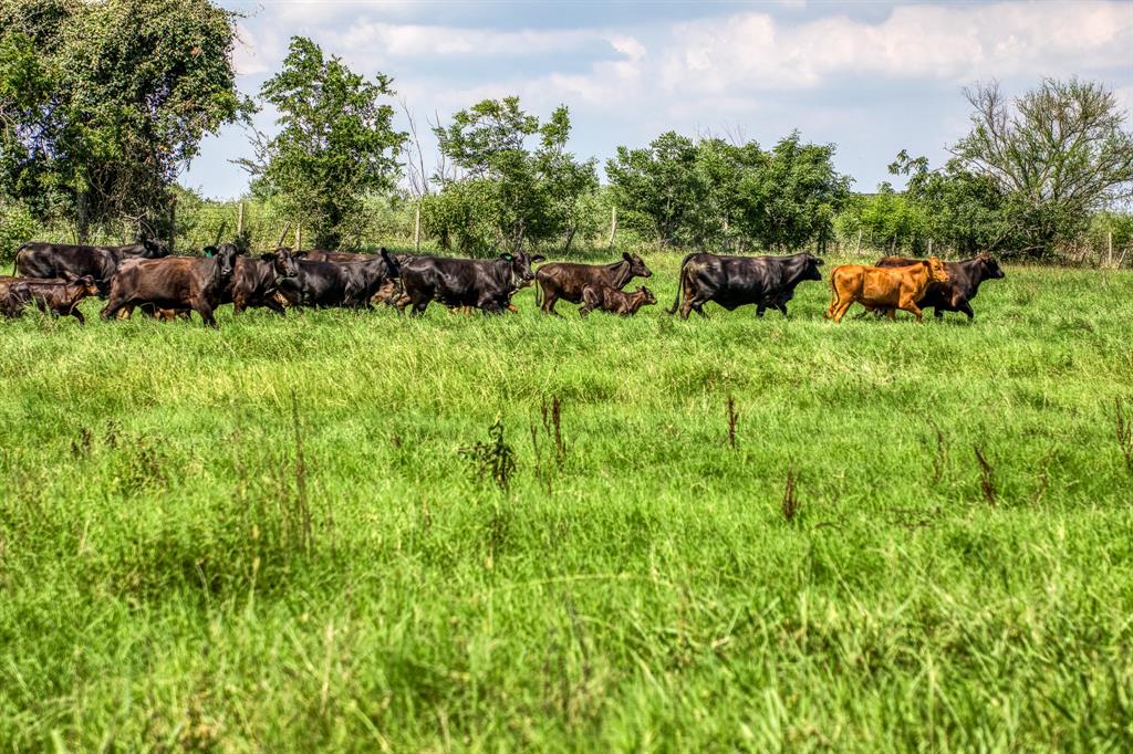 00000 Flat Prairie Road , Washington, Texas image 11