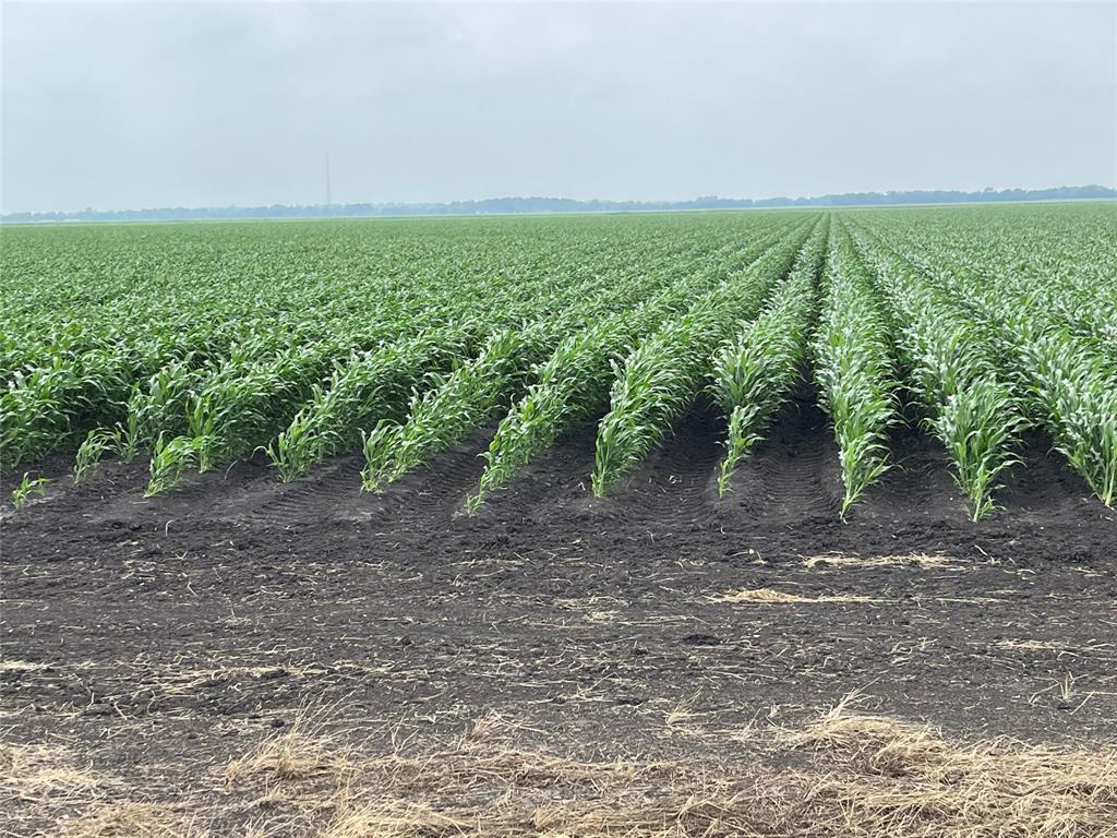 George Duty Road , Damon, Texas image 8