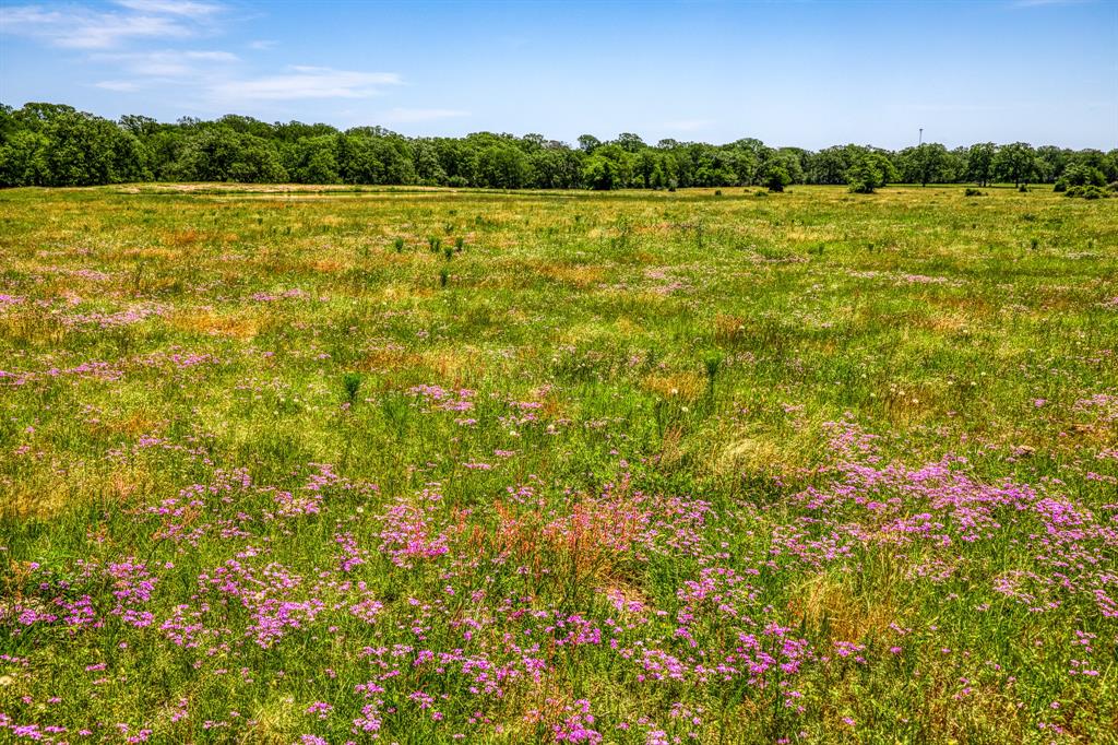 TBD (+/- 43 Acres) County Road 423  , Somerville, Texas image 12