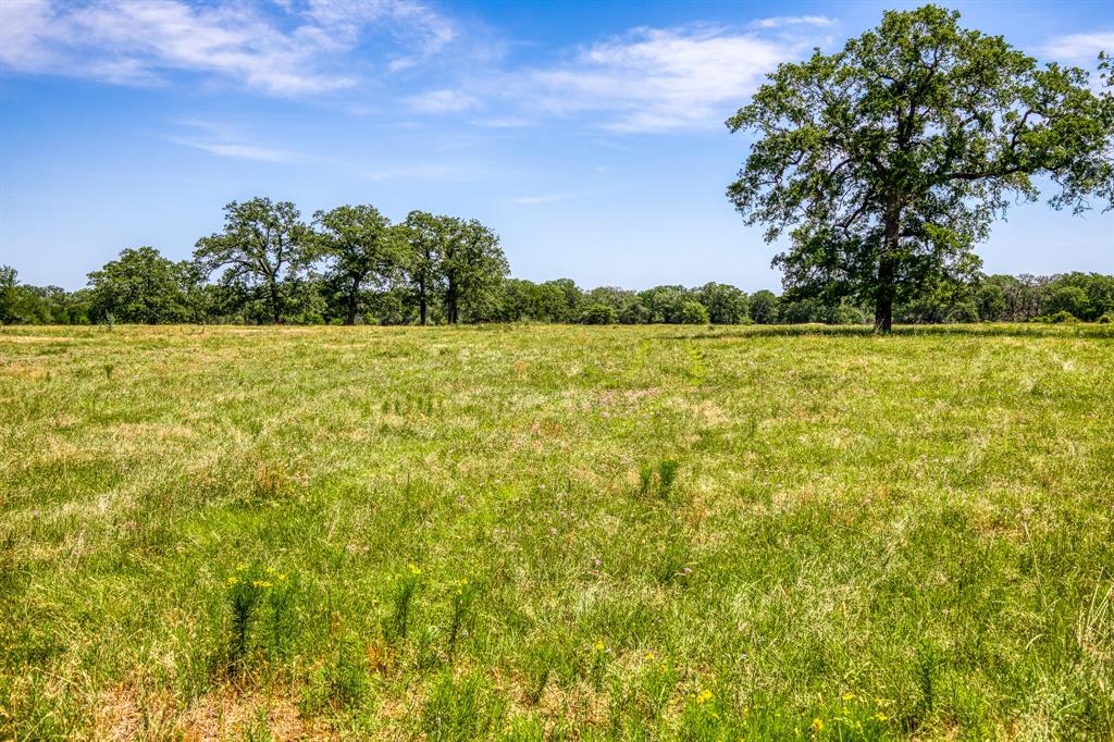 TBD (+/- 43 Acres) County Road 423  , Somerville, Texas image 23