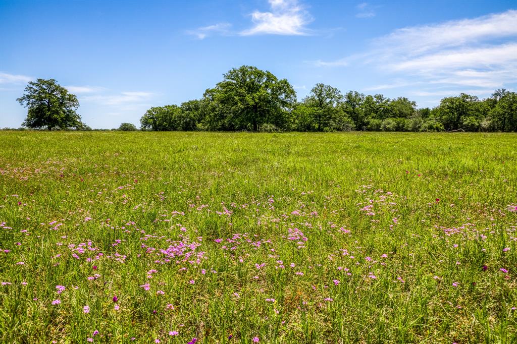 TBD (+/- 43 Acres) County Road 423  , Somerville, Texas image 24