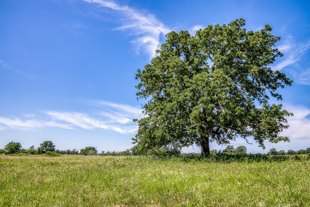 TBD(+/- 80 Acres) County Road 423  , Somerville, Texas image 7