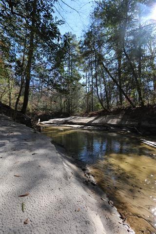 TBD County Rd 1113  , Hemphill, Texas image 4