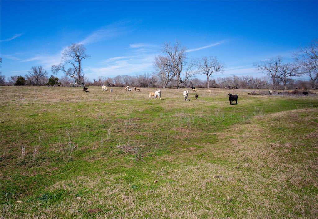 000 Shaws Bend Rd  , Columbus, Texas image 11