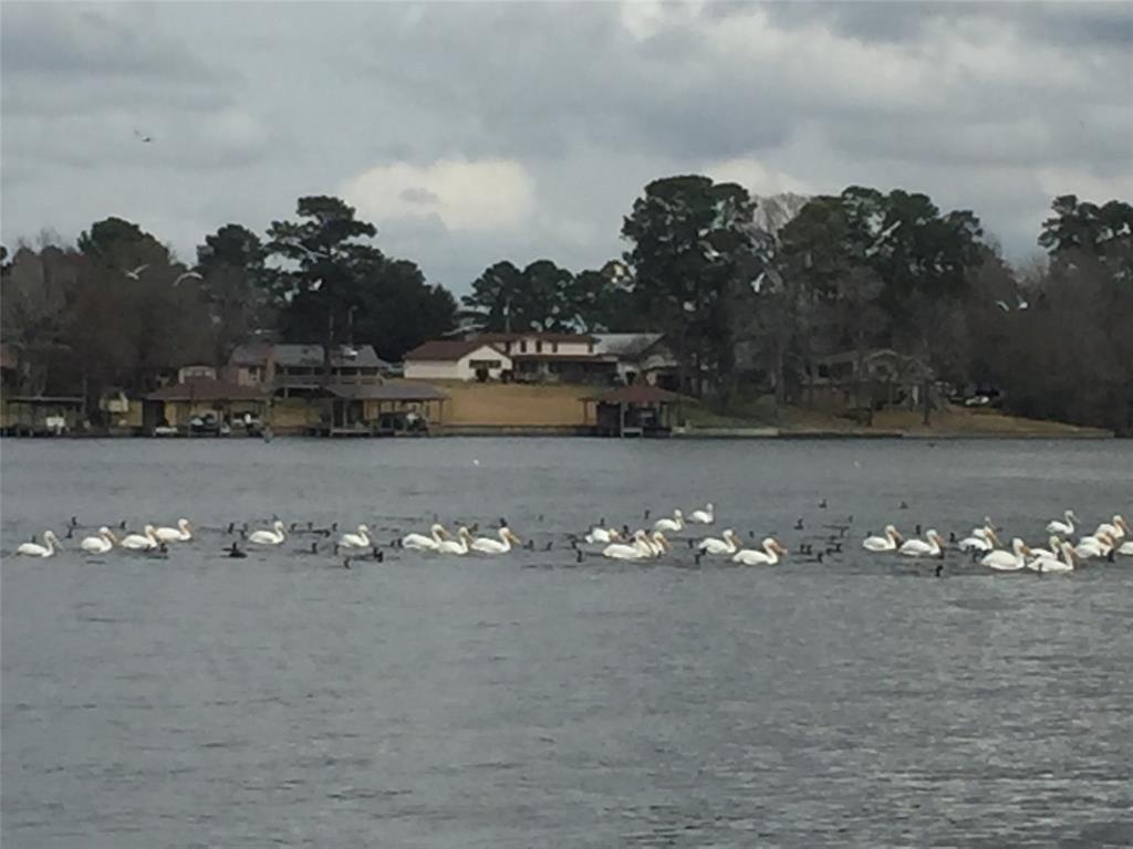 Pelicans and Cormorants