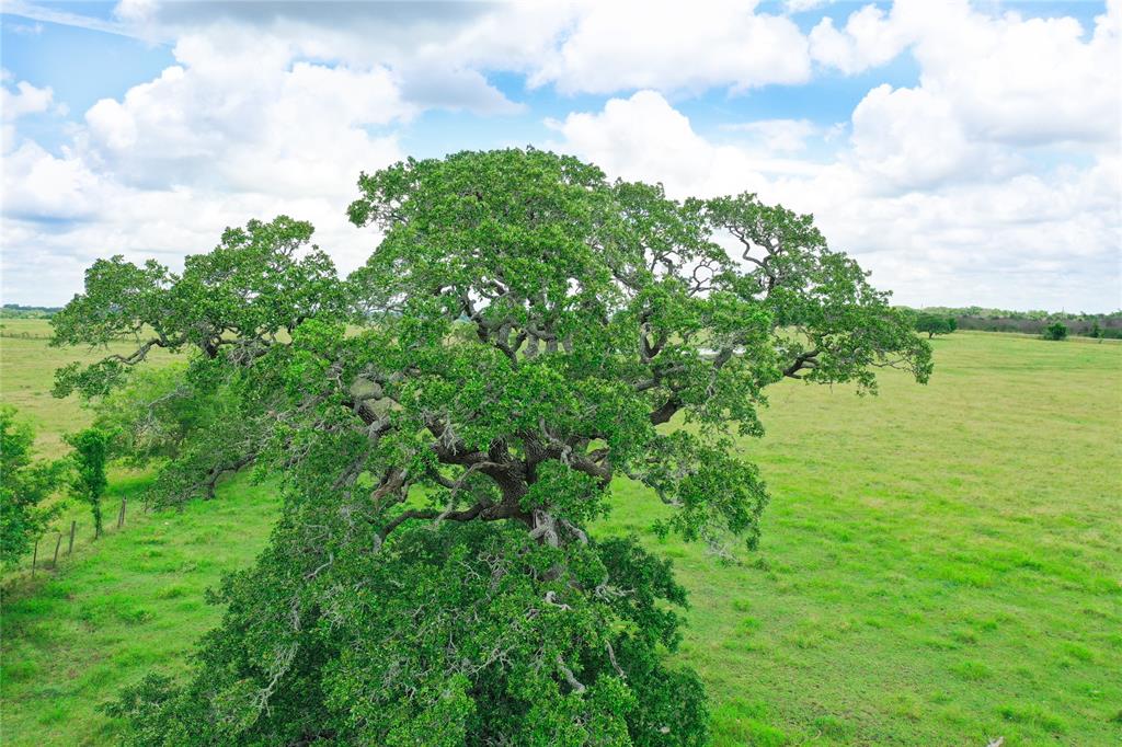 2327 E State Highway 237  , Round Top, Texas image 12