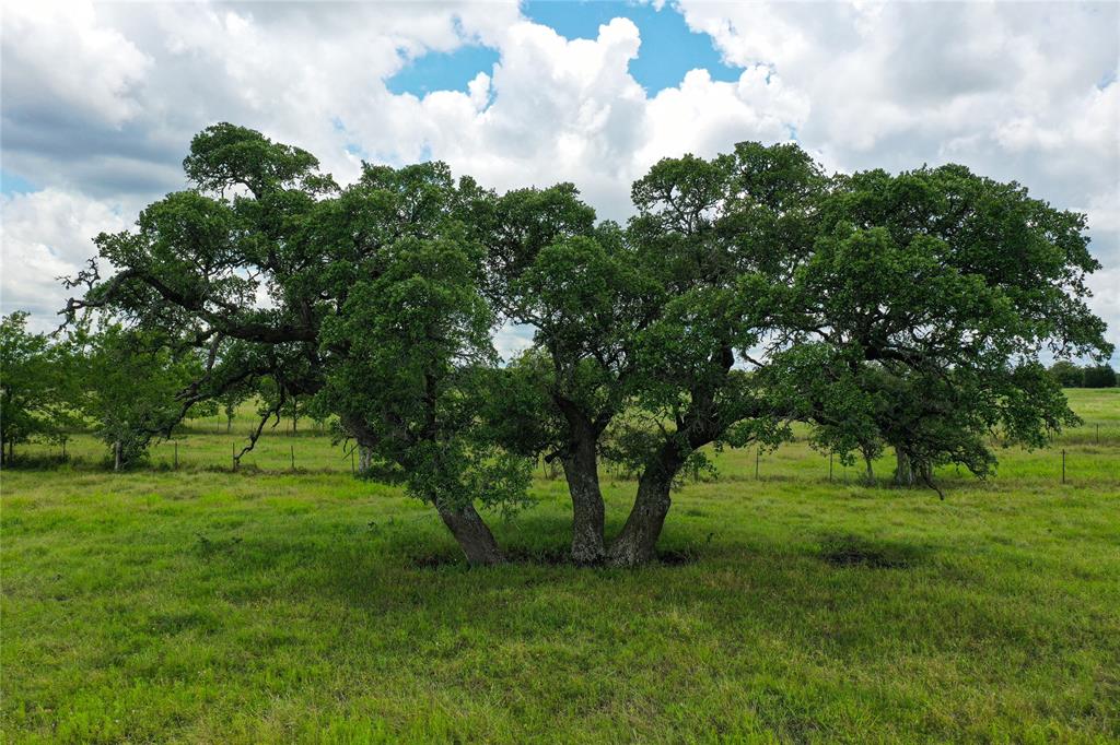 2327 E State Highway 237  , Round Top, Texas image 6