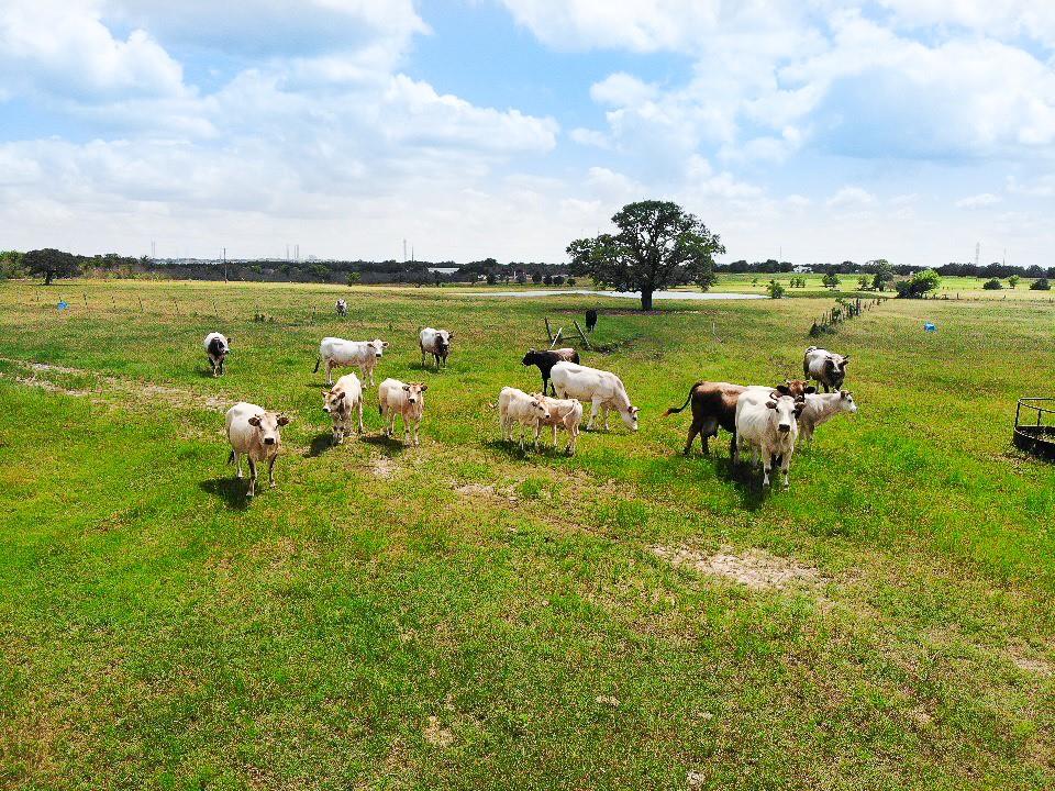 2327 E State Highway 237  , Round Top, Texas image 8