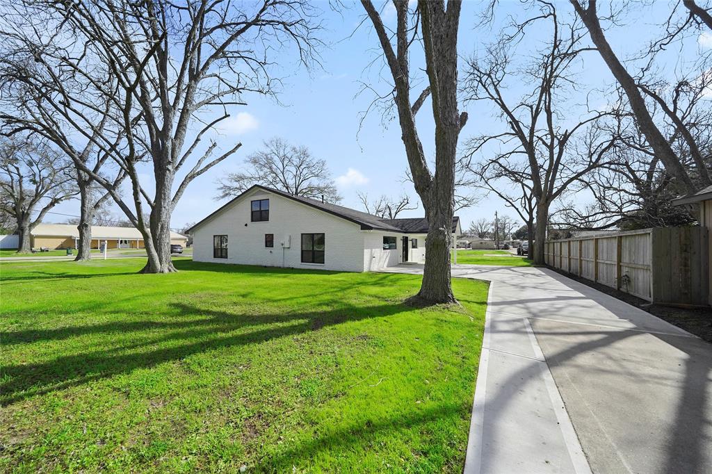 Mature pecan trees