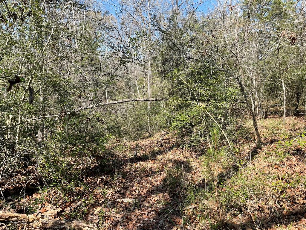 TBD Fcr 316  , Oakwood, Texas image 23