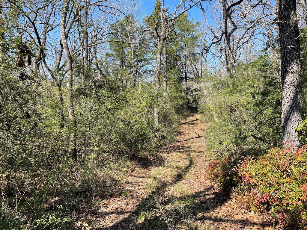 TBD Fcr 316  , Oakwood, Texas image 4