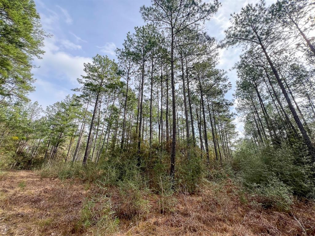 TBD Cr 366  , Zavalla, Texas image 12