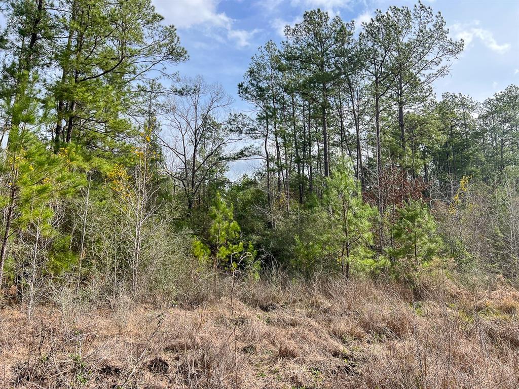 TBD Cr 366  , Zavalla, Texas image 14