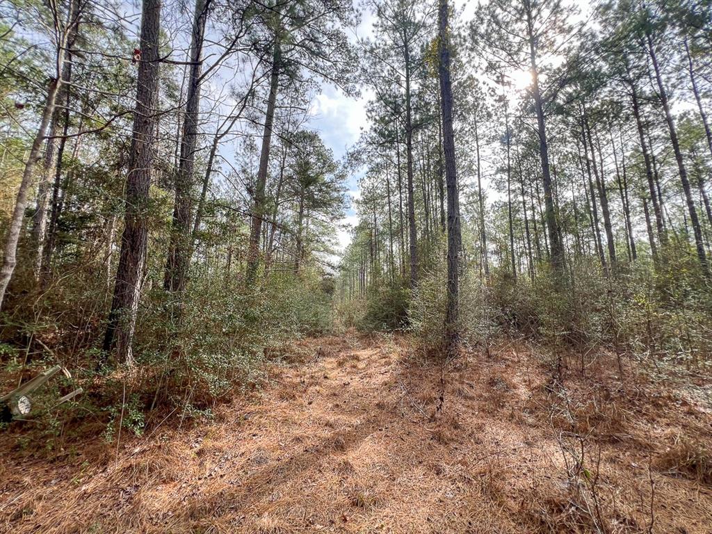 TBD Cr 366  , Zavalla, Texas image 6