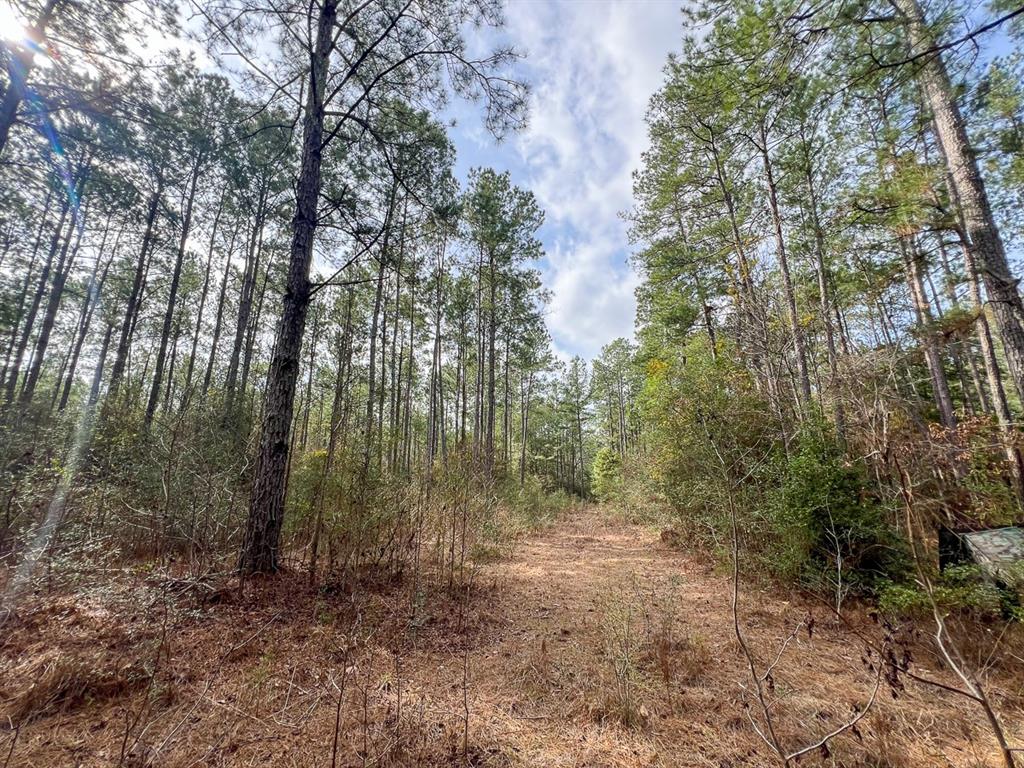 TBD Cr 366  , Zavalla, Texas image 7