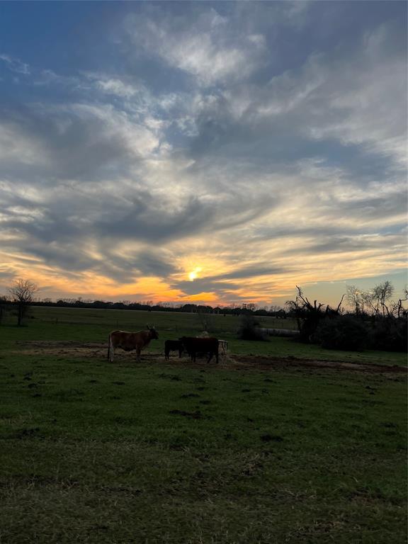 There is currently cattle on the property