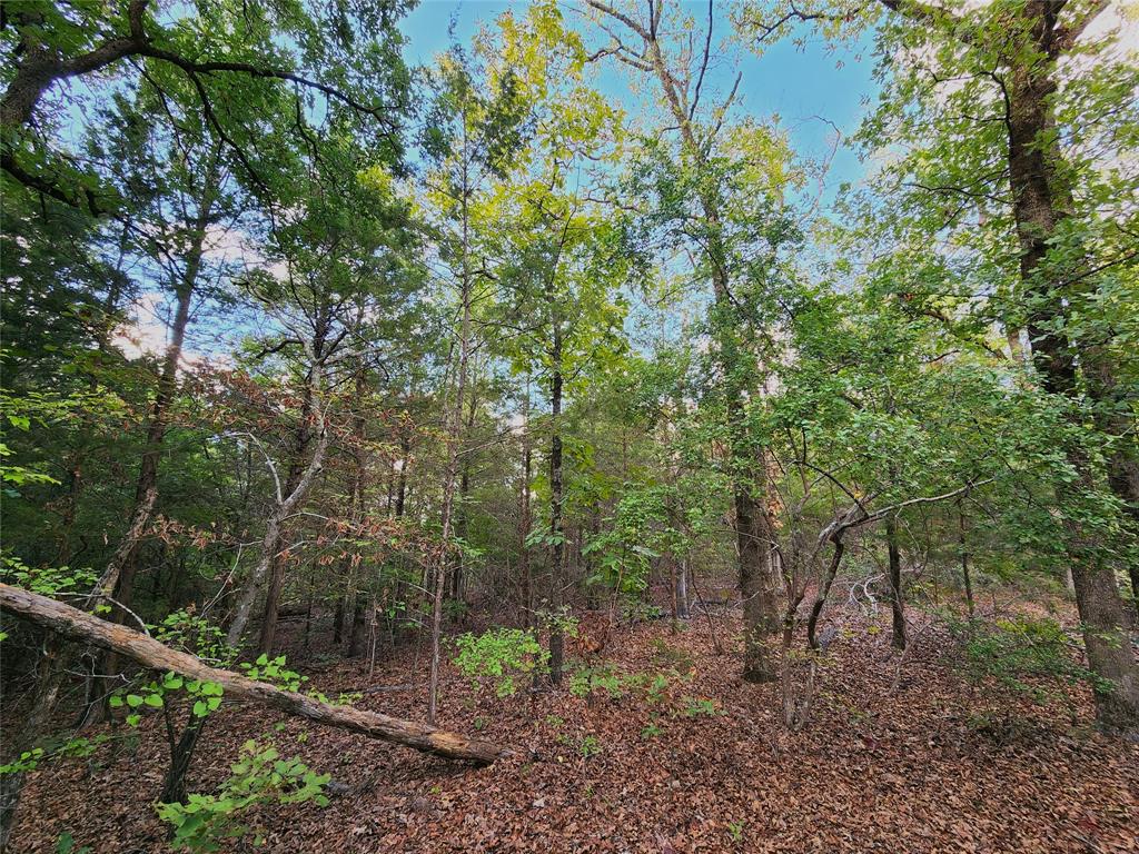 The back four acres remain heavily wooded acreage.