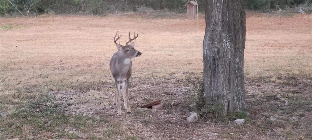 A visit from some local wildlife.