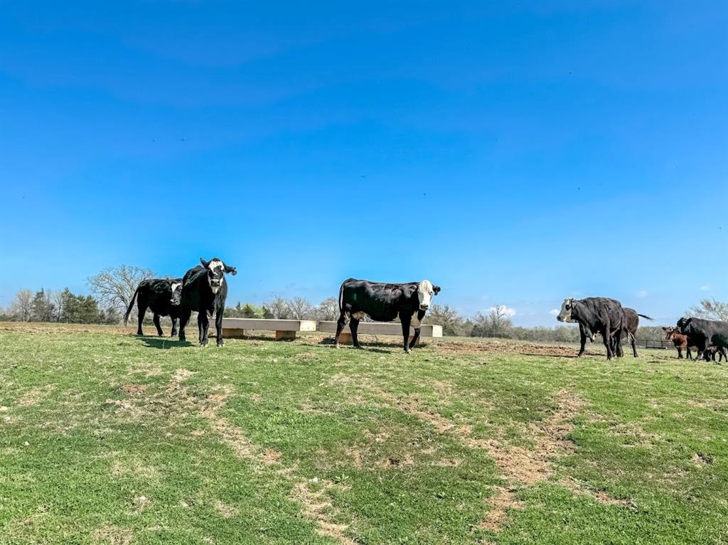 Cattle pasture / ag exempt