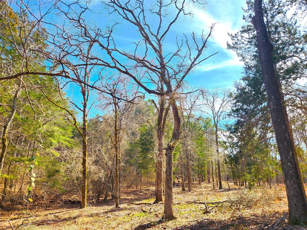 The current owners have cleared all the brush so you can see all the great trees on this lot.