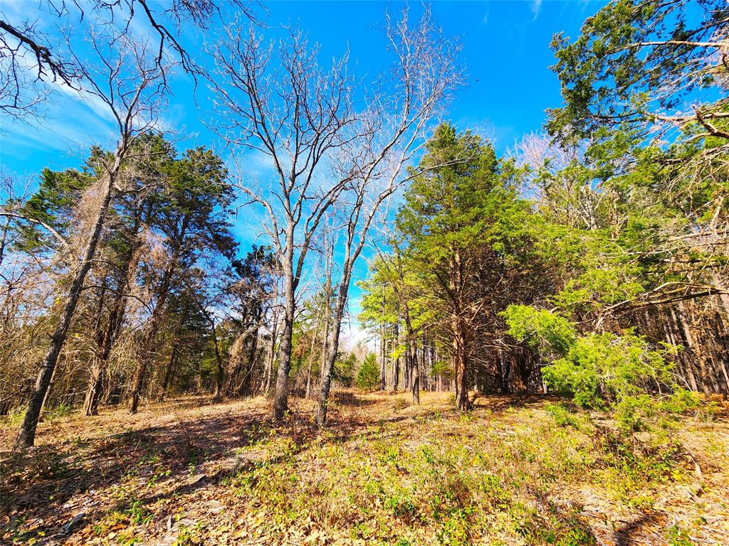 Pines, oaks, cedar, so many great varieties of trees make this lot look so nice.