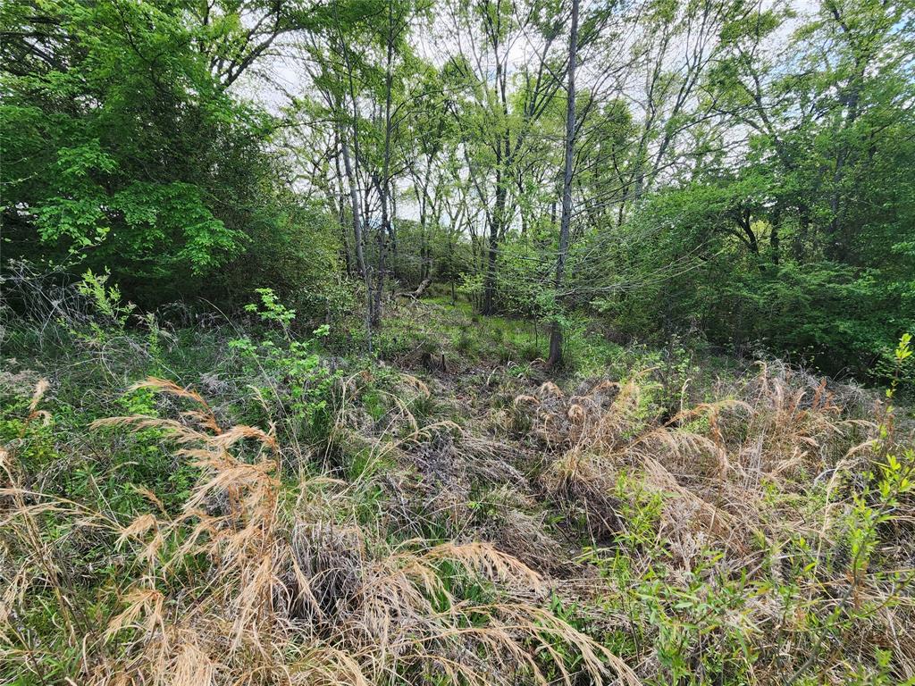 View of the wooded area and creek at the front of this property.