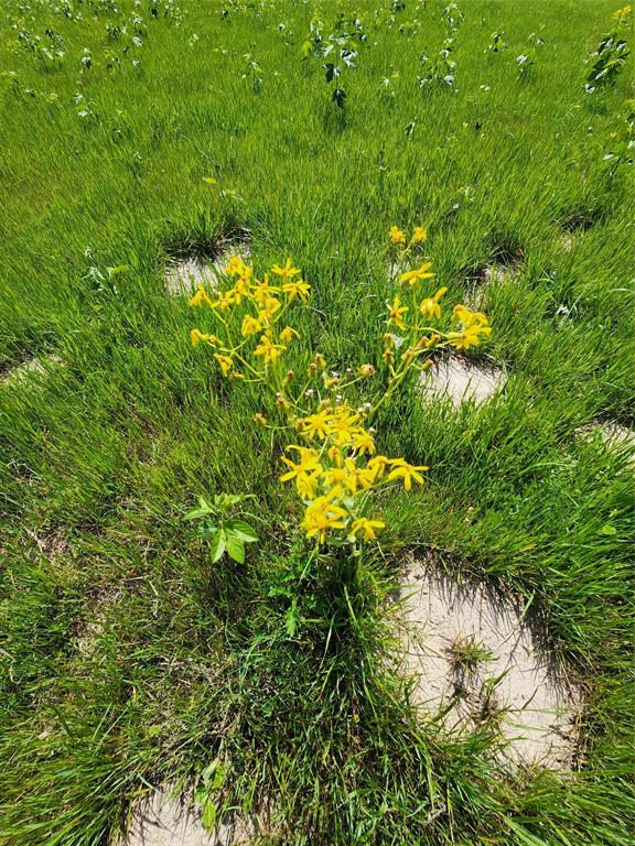 Spring time fwildflowers!